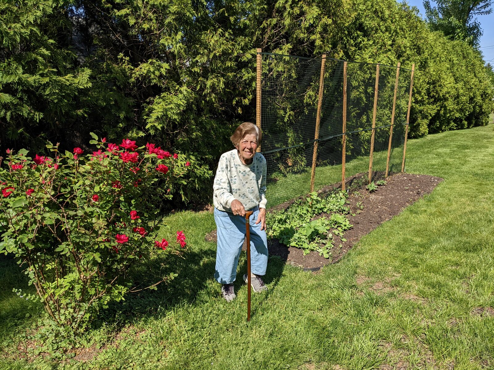 Clara in her garden by the roses